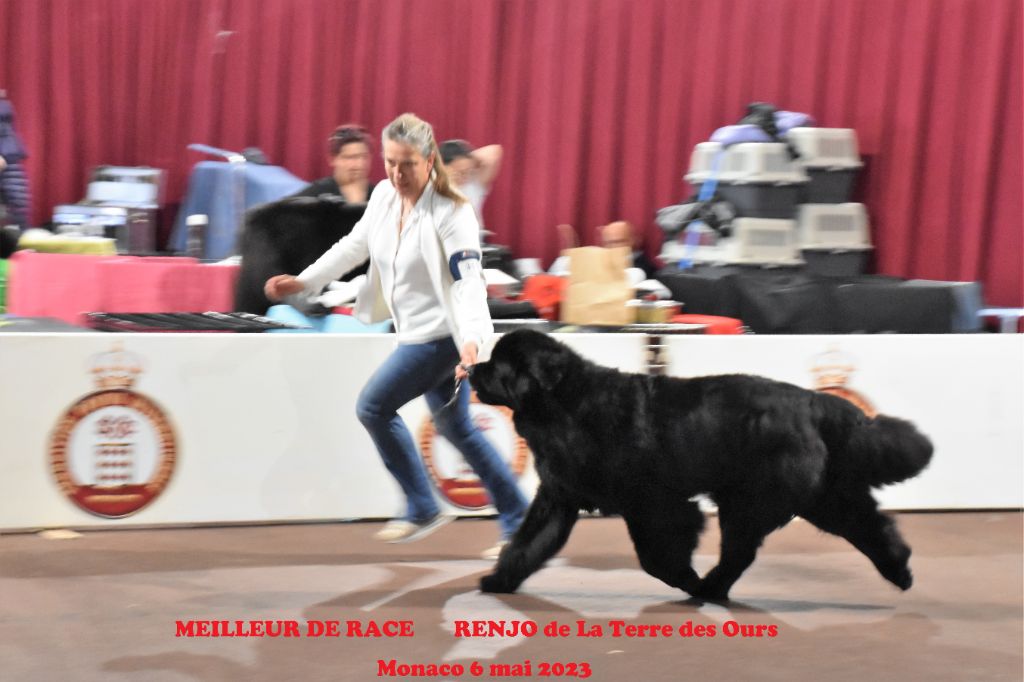 CH. Multi champion renjo De La Terre Des Ours