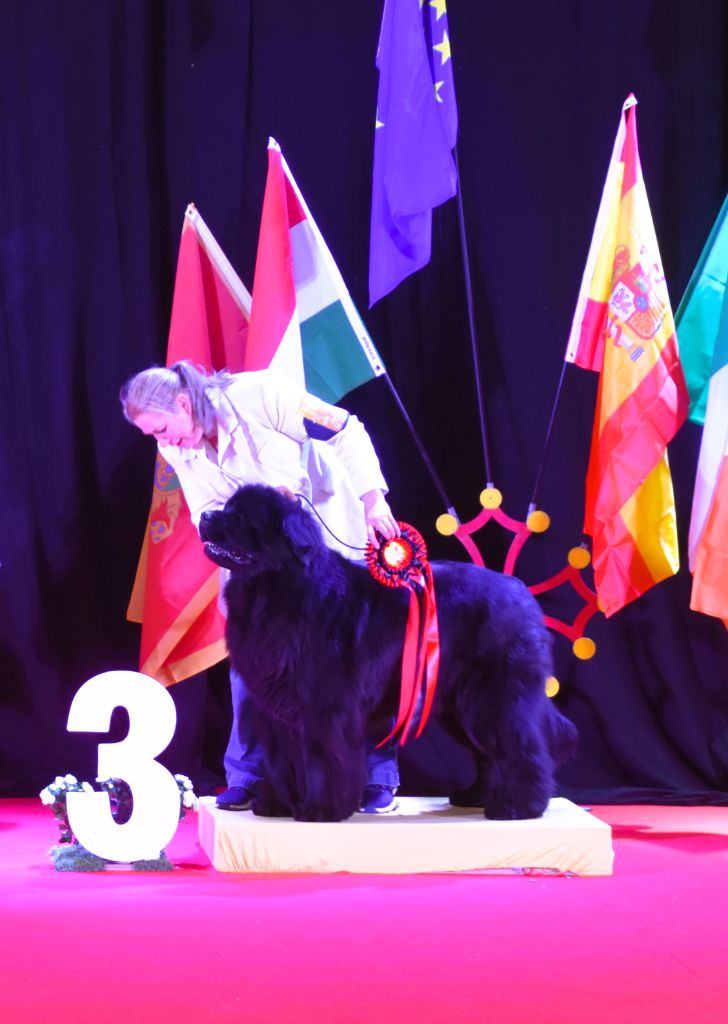 CH. Multi champion renjo De La Terre Des Ours