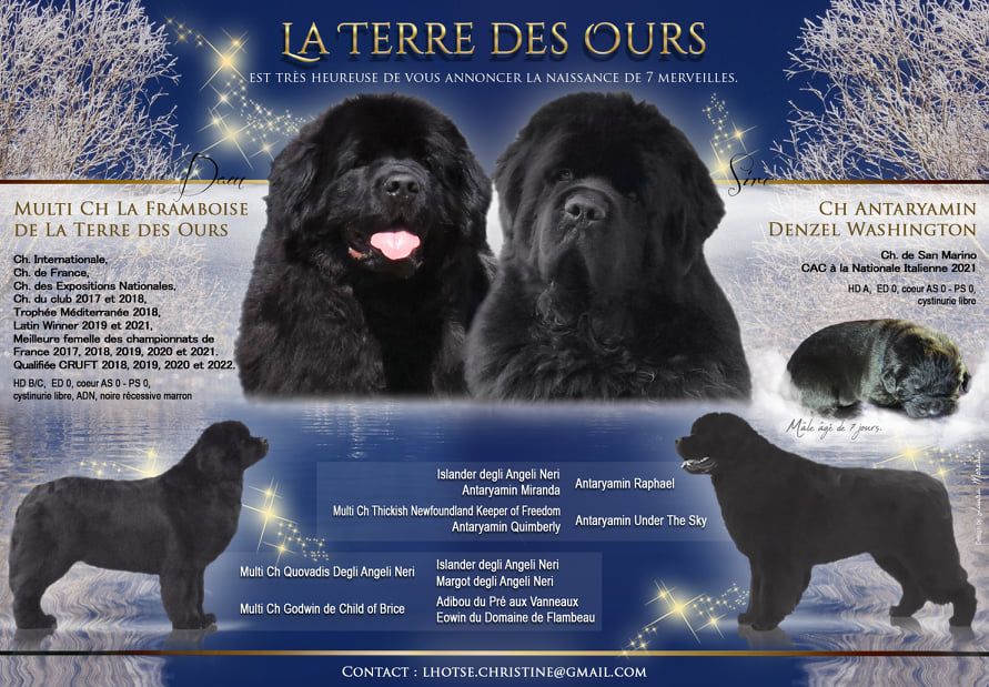 De La Terre Des Ours - Terre-neuve - Portée née le 31/12/2021