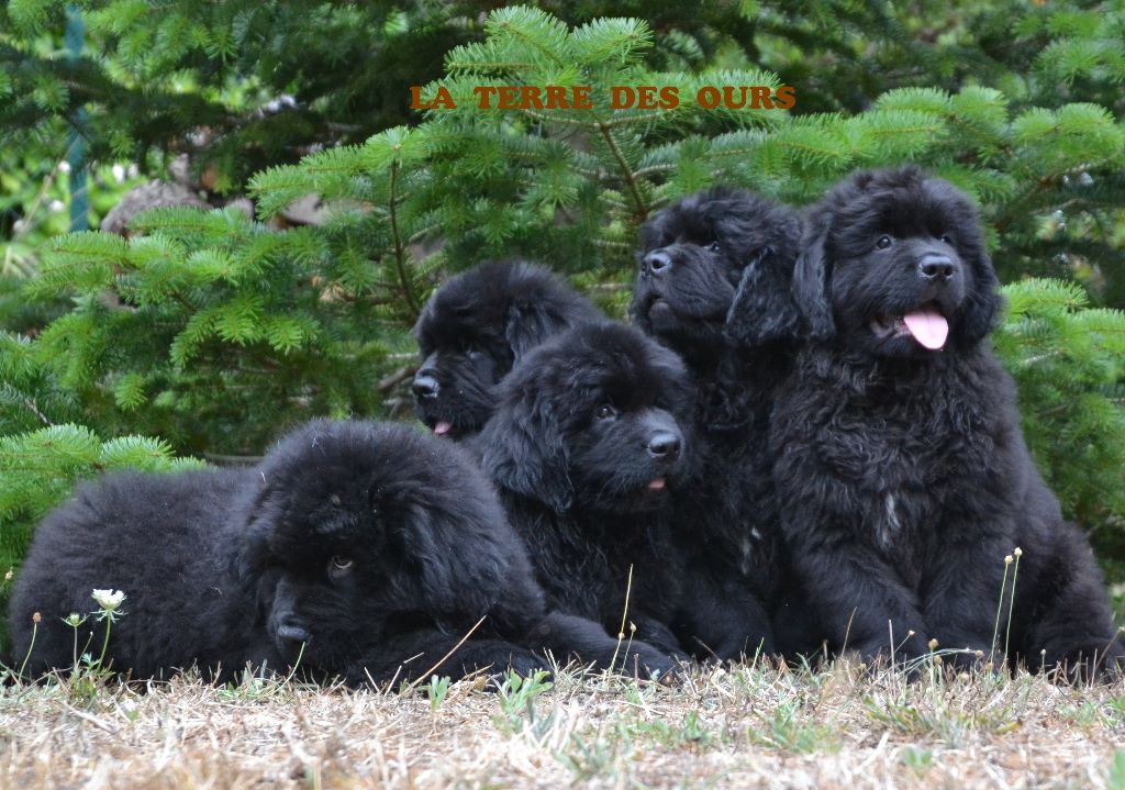 De La Terre Des Ours - Terre-neuve - Portée née le 08/06/2015
